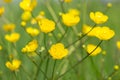 Ranunculus, buttercups,ÃÂ spearwortsÃÂ andÃÂ water crowfoots Royalty Free Stock Photo